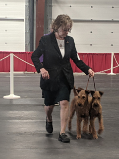 Brace Competition