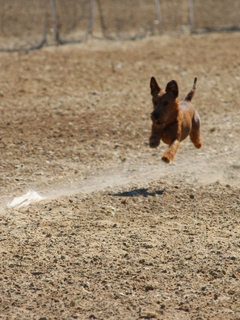 Lure Coursing
